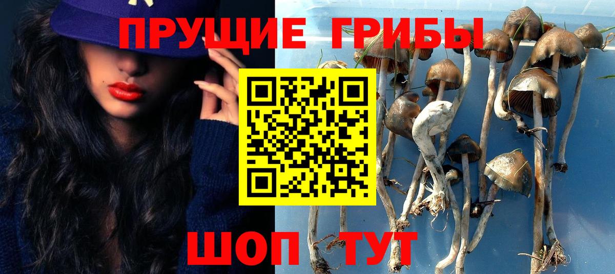 Артём  Псилоцибиновые грибы MAGIC MUSHROOMS  Псилоцибиновые грибы Psilocybine cubensis  где продают   Вход с VPN 